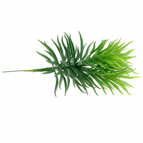 Floristik24 Succulent Senecio Ragwort Green 20cm