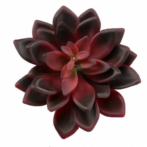 Floristik24.ie Succulent houseleek burgundy 12cm - buy cheap online