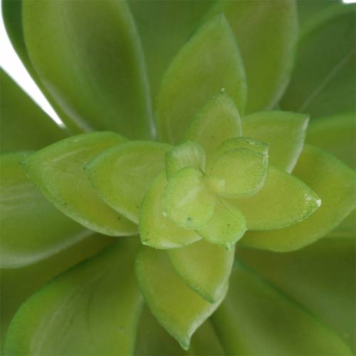 Succulent houseleek green 14cm