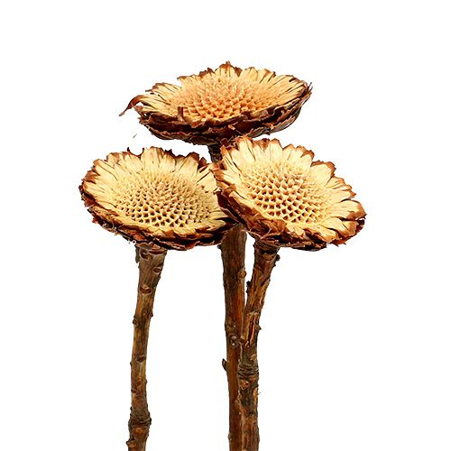 Floristik24 Susannae Rosette Light 50 pcs