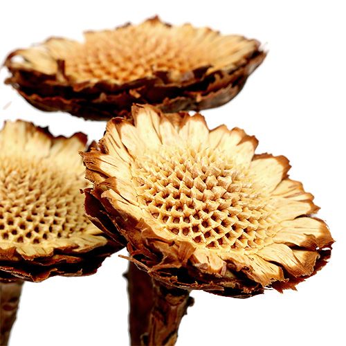 Product Susannae Rosette Light 50 pcs