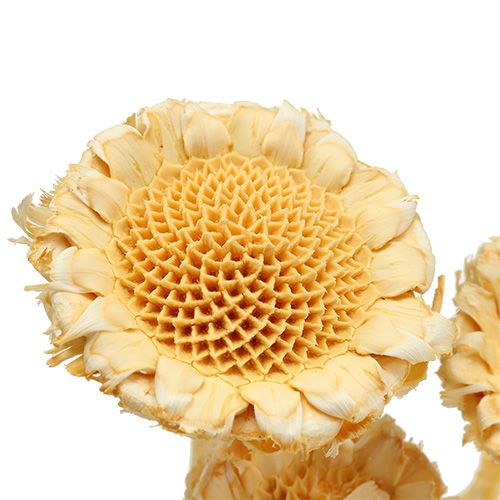 Product Susanne Rosette bleached 25 pcs