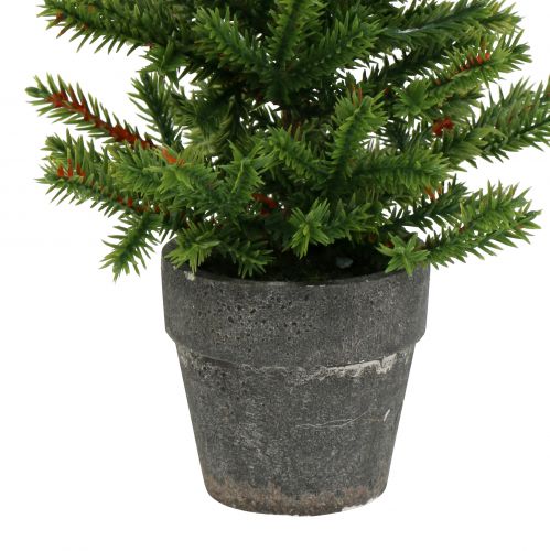 Floristik24 Fir tree in a pot green 23cm