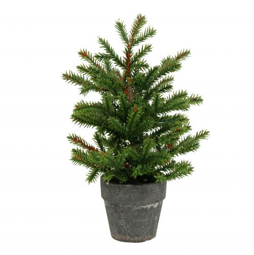 Floristik24 Fir tree in a pot green 23cm