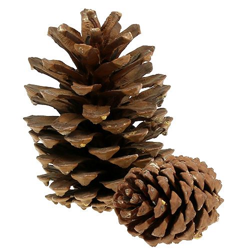 Floristik24 Pine cone mix large 14kg