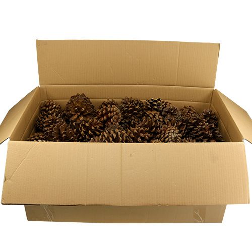 Floristik24 Pine cone mix large 14kg
