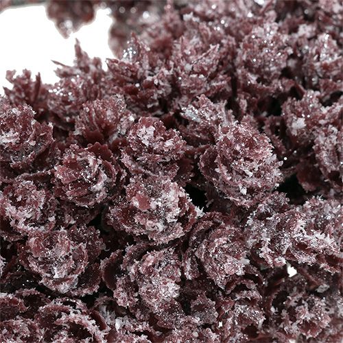 Floristik24 Pine cone wreath Ø25cm Burgundy iced