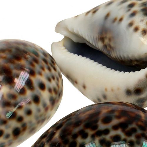 Floristik24 Cypraea tigris tiger snail natural 7cm - 8cm 11 pcs