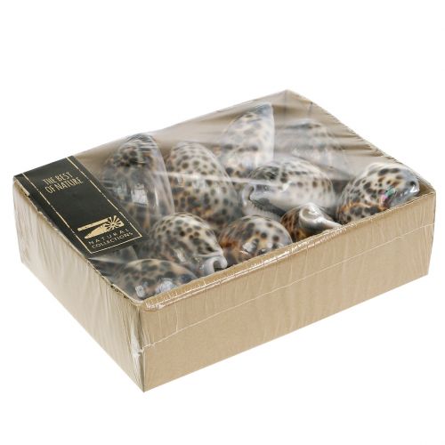 Floristik24 Cypraea tigris tiger snail natural 7cm - 8cm 11 pcs