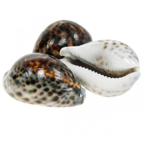 Cypraea tigris tiger snail natural 7cm - 8cm 11 pcs