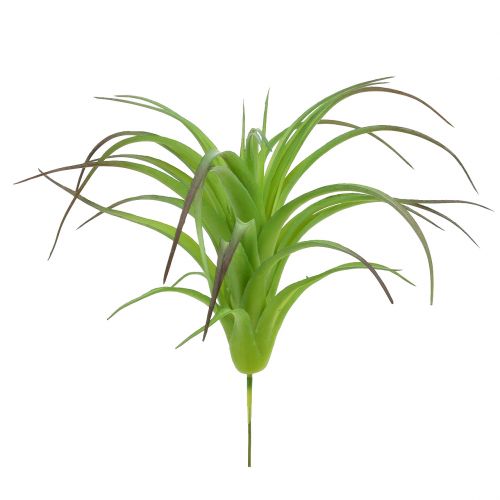 Floristik24 Deco tillandsia green 16cm 4pcs
