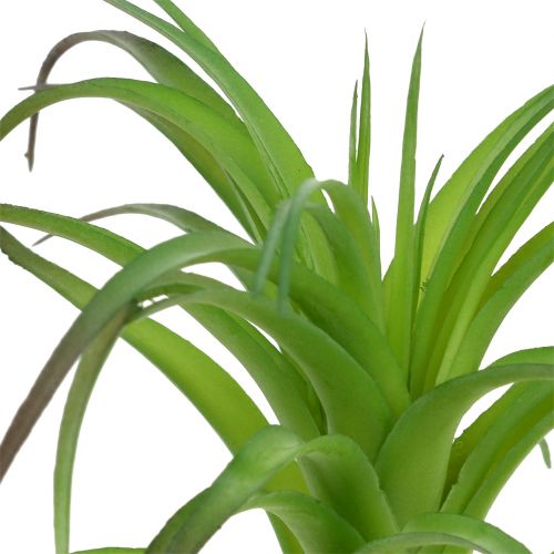 Floristik24 Deco tillandsia green 16cm 4pcs