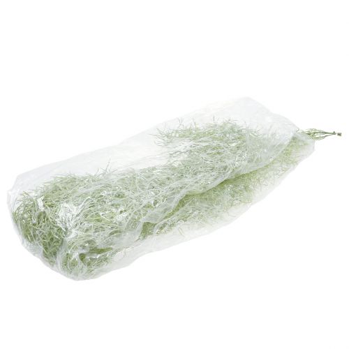 Floristik24 Tillandsia hanger green 160cm