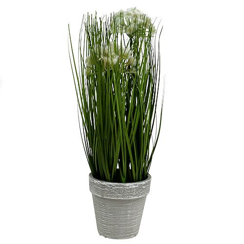 Floristik24 Table decoration decorative grass in a pot green 30cm