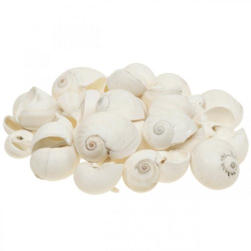 Floristik24 Table decoration maritime, empty snail shells white 3-4.5cm 500g