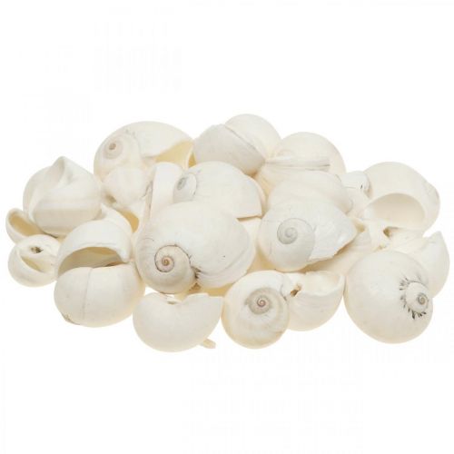 Table decoration maritime, empty snail shells white 3-4.5cm 500g