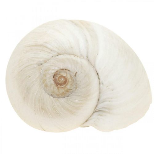 Floristik24 Table decoration maritime, empty snail shells white 3-4.5cm 500g