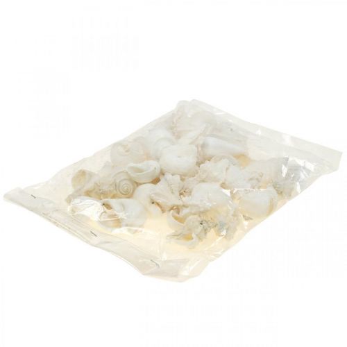 Floristik24 Table decoration maritime, empty snail shells white 4–5cm mix 500g