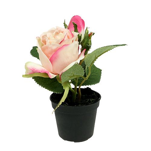 Floristik24 Table decoration rose in a cream pot 14cm
