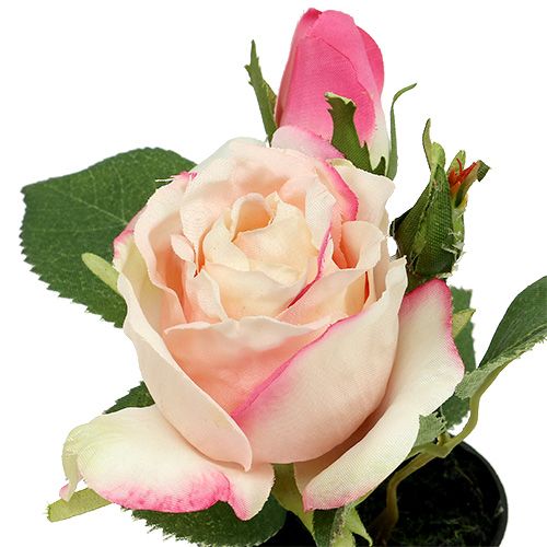Floristik24 Table decoration rose in a cream pot 14cm