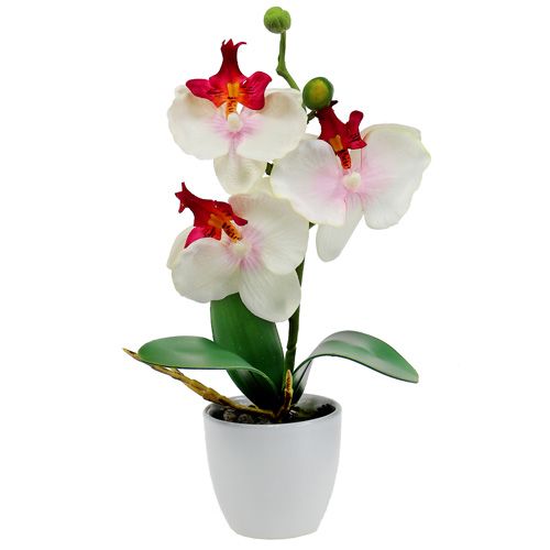 Floristik24 Table decoration orchid in cream pot H29cm