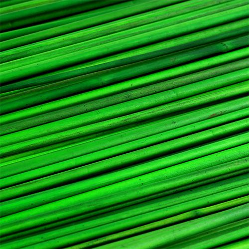 Floristik24 Tonkin green 70cm 150p.