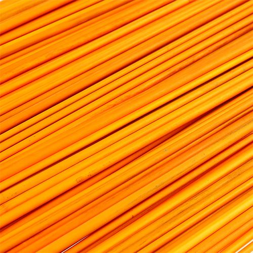 Floristik24 Tonkin Golden Yellow 70cm - 80cm 150 pcs.