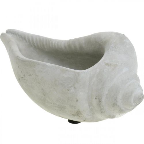 Floristik24 Shell plant pot, plant bowl snail shell, maritime concrete decoration L17cm H7.5cm 3 pieces