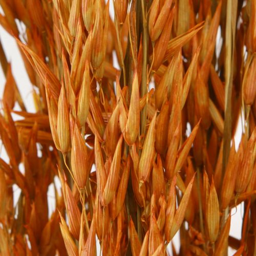 Floristik24 Dry Decoration Oat Decoration in Orange L64cm 70-75g 2pcs