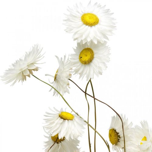 Floristik24 Dried flowers Acroclinium Small White flowers H38-65cm 60g