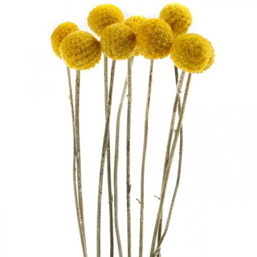 Product Craspedia dried flowers, yellow, 70cm, decorative, 10 pieces