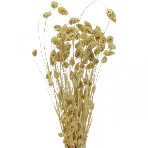 Dried flower Phalaris, decorative grass bunch, dry floristics, boho nature, bleached L55cm 100g