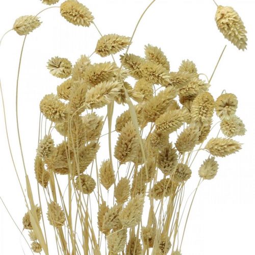 Floristik24 Dried flower Phalaris, decorative grass bunch, dry floristics, boho nature, bleached L55cm 100g