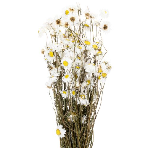 Floristik24 Dried Acroclinium flowers, white blossoms, dried floral arrangement, 60cm, 80g