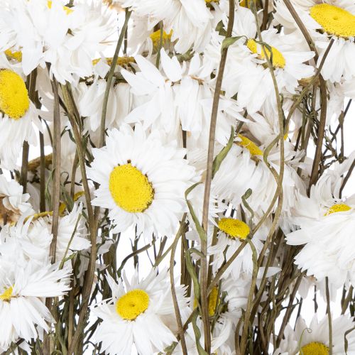 Product Dried Acroclinium flowers, white blossoms, dried floral arrangement, 60cm, 80g