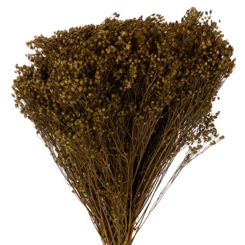 Floristik24 Dried flowers Broom Bloom Olive Green 160g 48cm