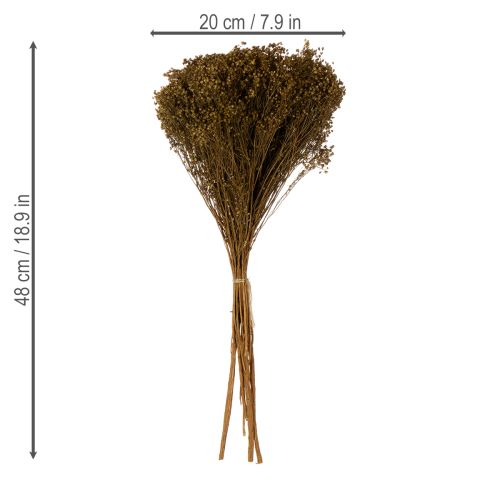 Product Dried flowers Broom Bloom Olive Green 160g 48cm