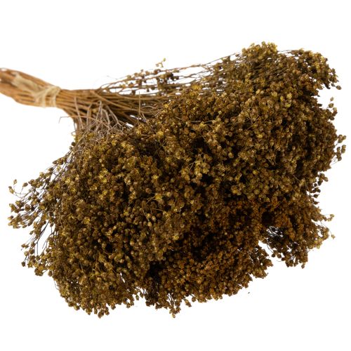 Product Dried flowers Broom Bloom Olive Green 160g 48cm
