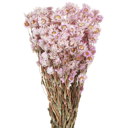 Floristik24 Dried Flowers Bunch Dry Decoration Chamomile Pink 65cm 50g