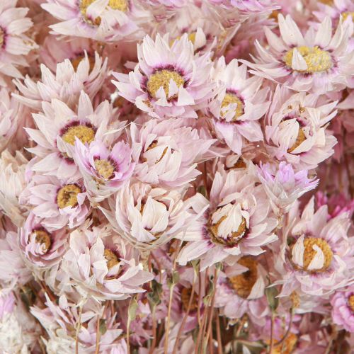 Floristik24 Dried Flowers Bunch Dry Decoration Chamomile Pink 65cm 50g