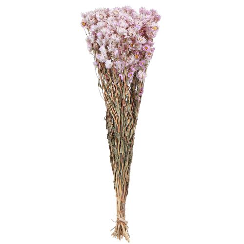 Floristik24 Dried Flowers Bunch Dry Decoration Chamomile Pink 65cm 50g