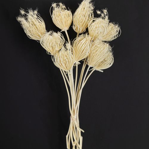 Product Dried flowers cream fennel bleached 45cm bunch 10 pcs