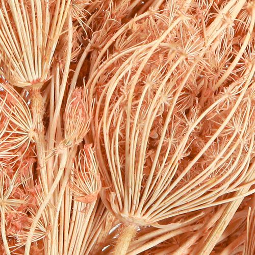 Product Dried Flowers Decoration Fennel Salmon L50cm Ø4-5cm 100g