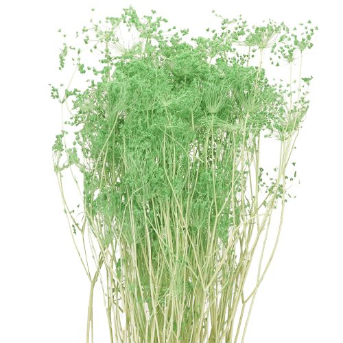 Floristik24 Dried flowers Umbellifera Green 70-80cm 150g