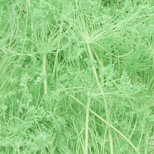 Product Dried flowers Umbellifera Green 70-80cm 150g