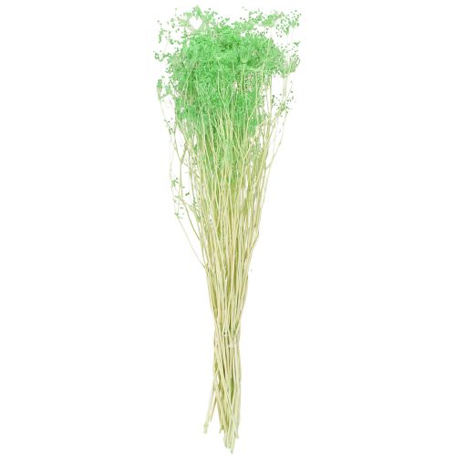 Product Dried flowers Umbellifera Green 70-80cm 150g