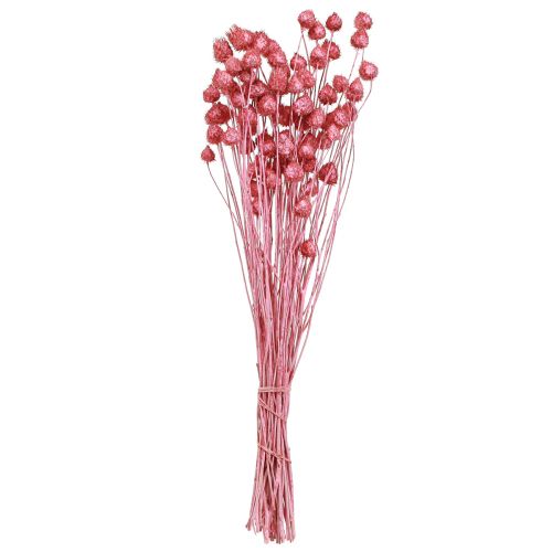 Product Dried Flowers Pink Dried Thistle Strawberry Thistle Dyed 50cm 100g