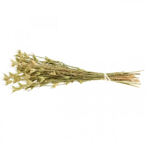 Floristik24 Dried flowers black cumin decoration nature Nigella 50cm 75g