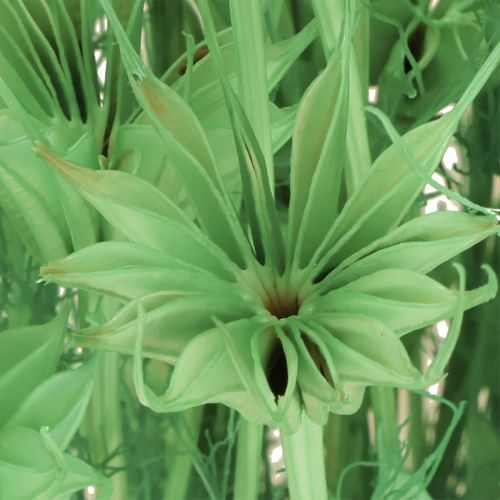 Product Dried flowers black cumin green nigella 50cm 100g