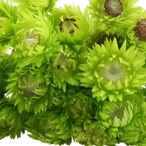 Product Dried flowers African Daisies Light green straw flowers 42cm
